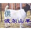 屠宰羊，育肥肉羊，小尾寒羊，波爾山羊，肉羊屠宰，育肥小公羊