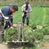供應(yīng)大量批發(fā)出售四季青草坪種子,生長低矮,耐踐踏無需修剪
