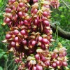 又見禾雀花 又叫麻油藤 60元一斤