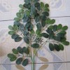 仿真絲印槐樹葉枝,仿真枝條,仿真樹枝,仿真樹,仿真植物,絹花