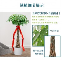 發(fā)財樹開業(yè)喬遷送禮植物盆栽花卉武漢送到家武漢公司綠植租擺租賃