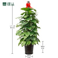 綠蘿柱開業(yè)喬遷送禮植物盆栽花卉武漢綠叢送到家辦公室綠植租賃