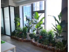 武漢光谷新發展國際中心綠植租擺新風格-組合造景