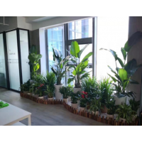 武漢光谷新發(fā)展國際中心綠植租擺新風(fēng)格-組合造景