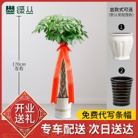 武漢公司綠植租擺價格辦公室植物租賃比價